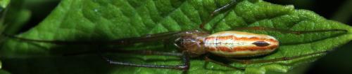 Tetragnatha sp.